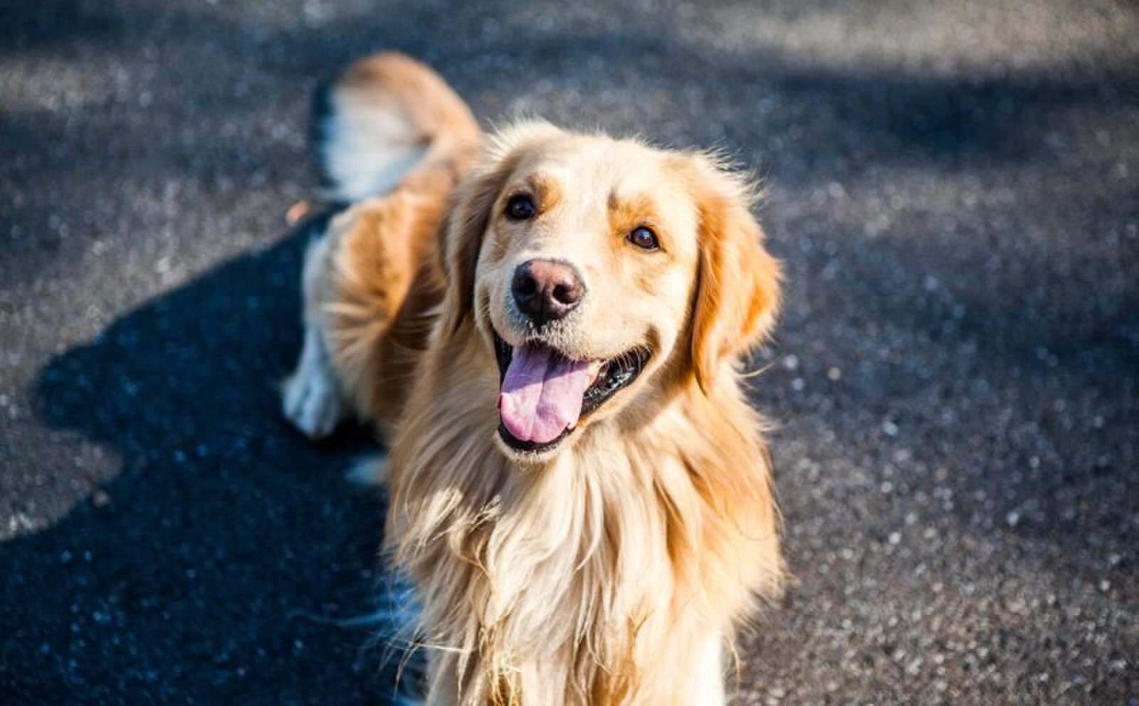 Hond rijdt veel te hard en wordt geflitst