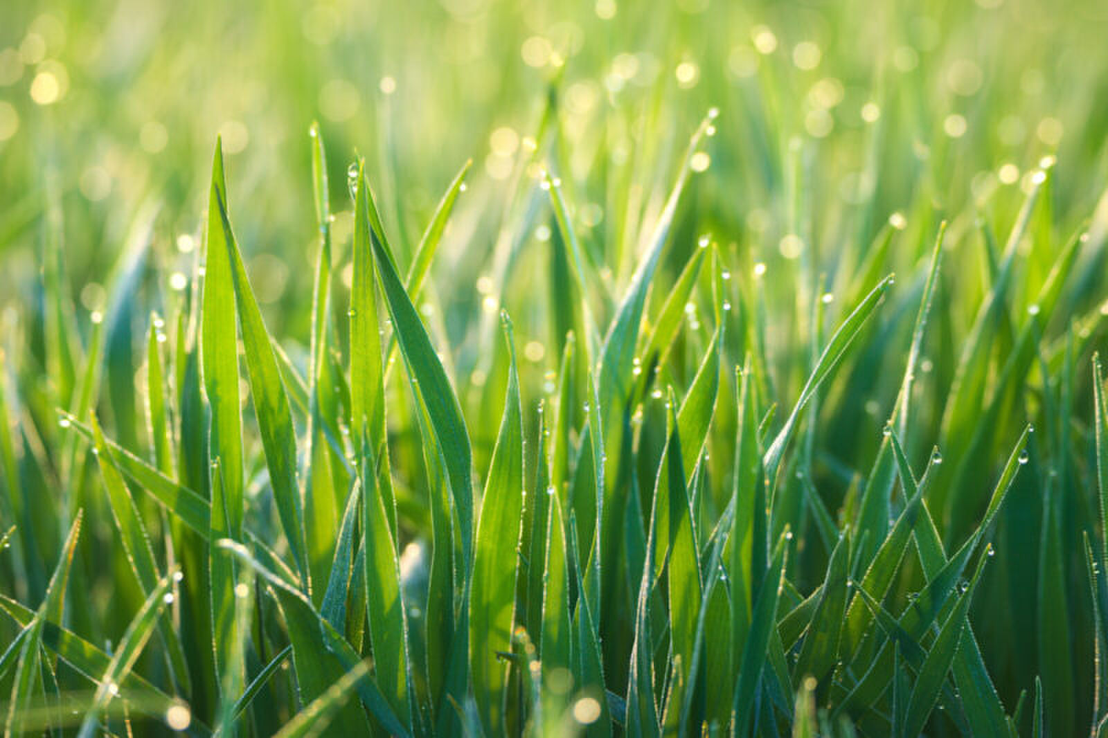 gras blijkt gezonde eiwitten voor mensen te bevatten