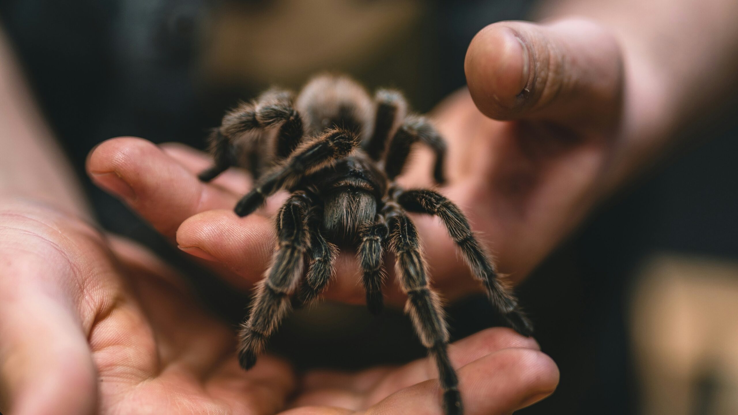 Het is in Amerika tijd voor het tarantula paringseizoen
