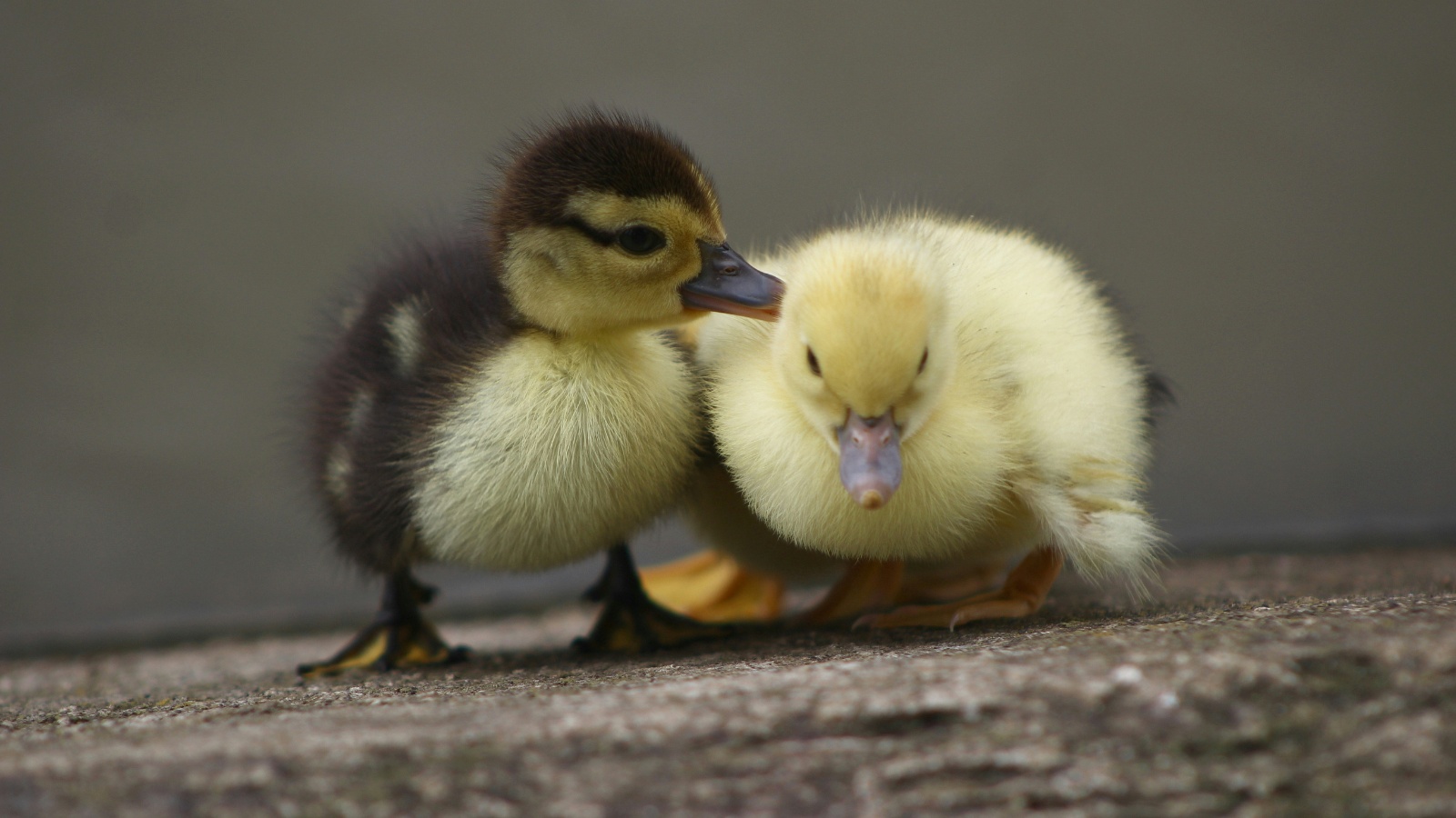 DuckDuckGo blokkeert YouTube reclames