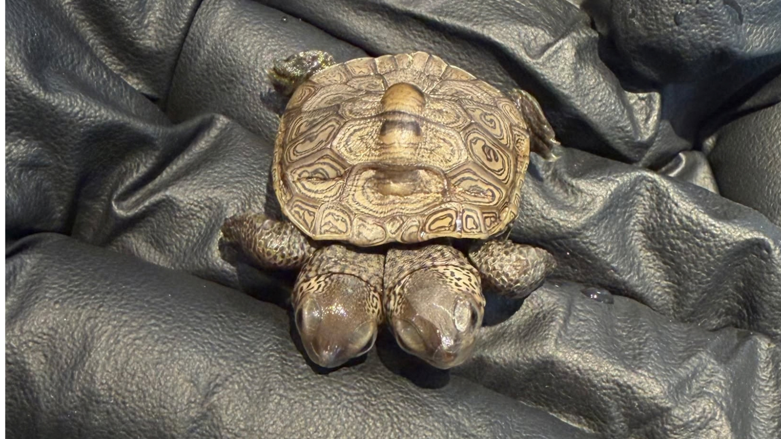 Zeldzame tweekoppige schildpad ontdekt bij Amerikaanse oostkust