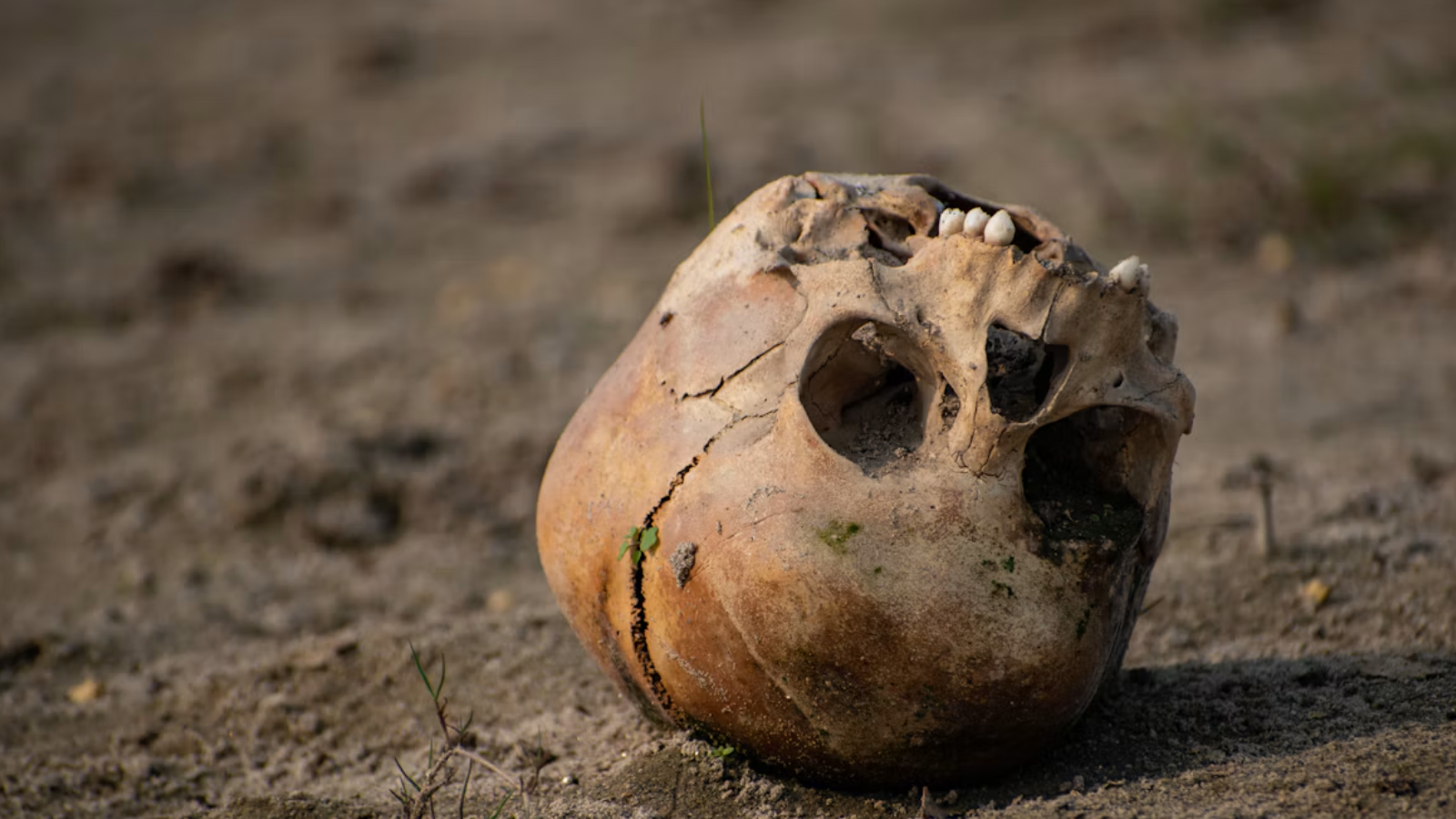 Een schedel zoals de archeologen die ontdekt hebben