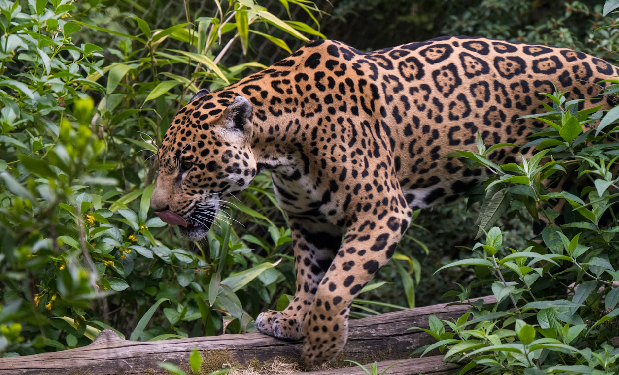 Een jaguar