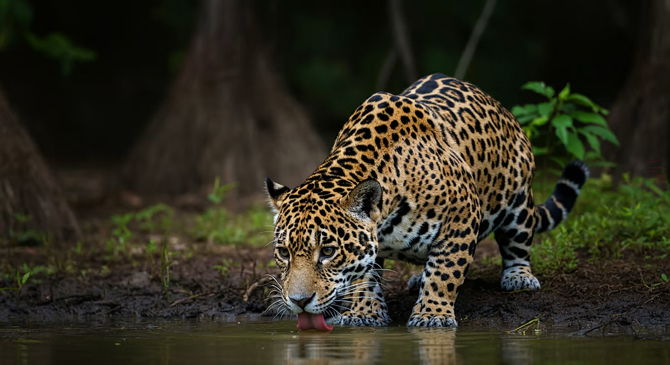 een jaguar bij het water