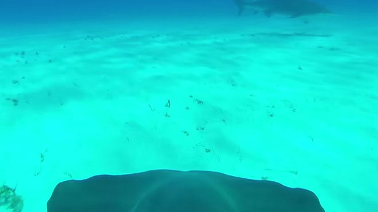 Illustratie voor: Zet een GoPro op een hamerhaai en je krijgt deze 4K beelden