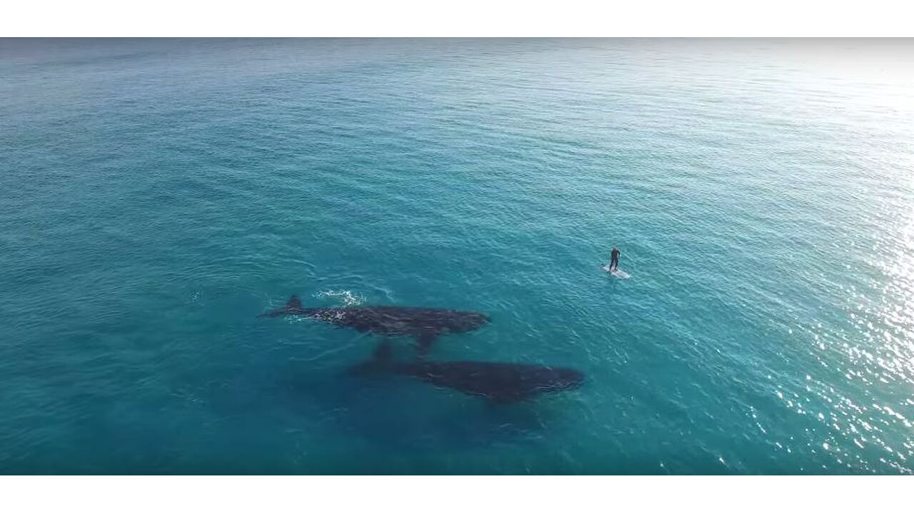 Illustratie voor: Paddleboarden is nog nooit zo mooi vastgelegd [4k]