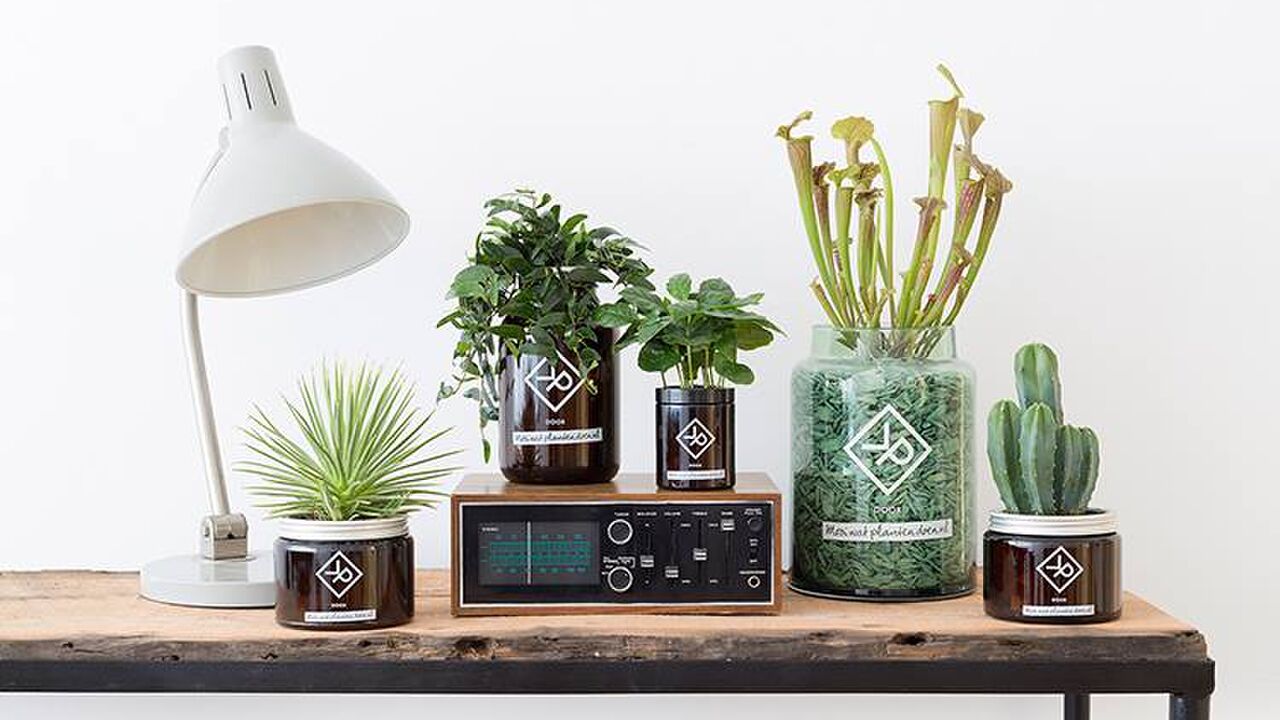 Illustratie voor: Planten geven je meer Sexappeal!