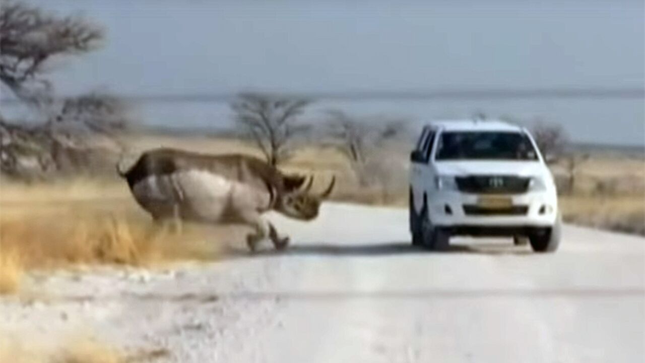 Illustratie voor: Neushoorn beukt Toyota Land Cruiser