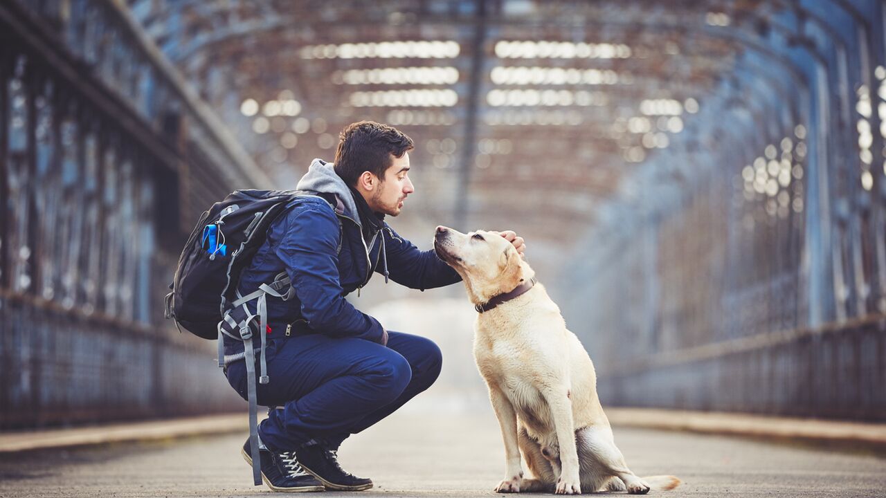 Illustratie voor: Uit onderzoek blijkt dat je hond meer begrijpt dan wat men altijd dacht