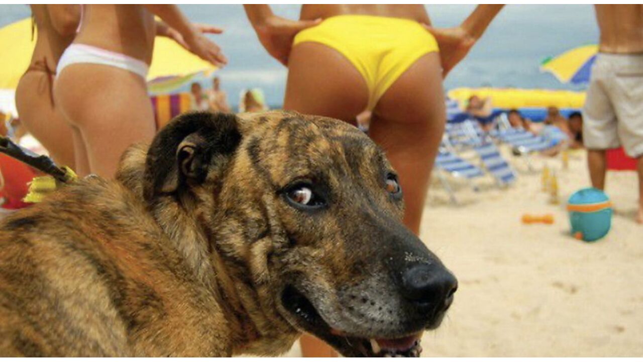 Illustratie voor: 15 geniale en hilarische photobombs door dieren