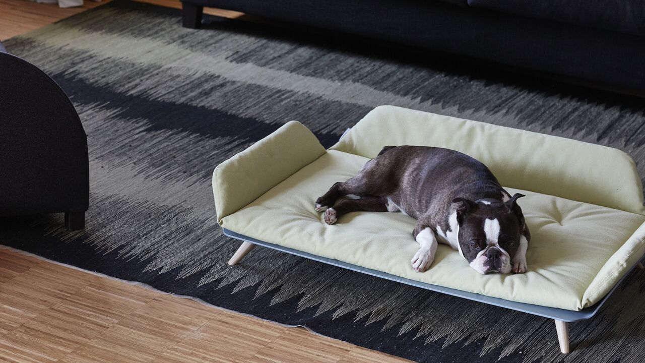 Illustratie voor: Je hond zal niet meer stiekem op de bank gaan liggen dankzij dit stijlvolle hondenbed