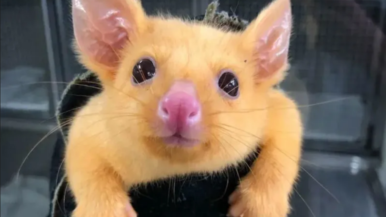 real life Pikachu gewoonvoorhem 1