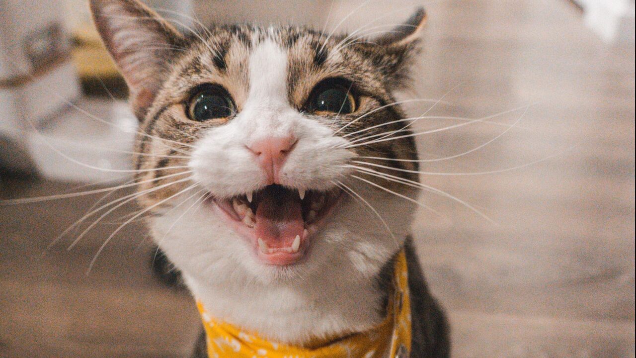 meowtalk