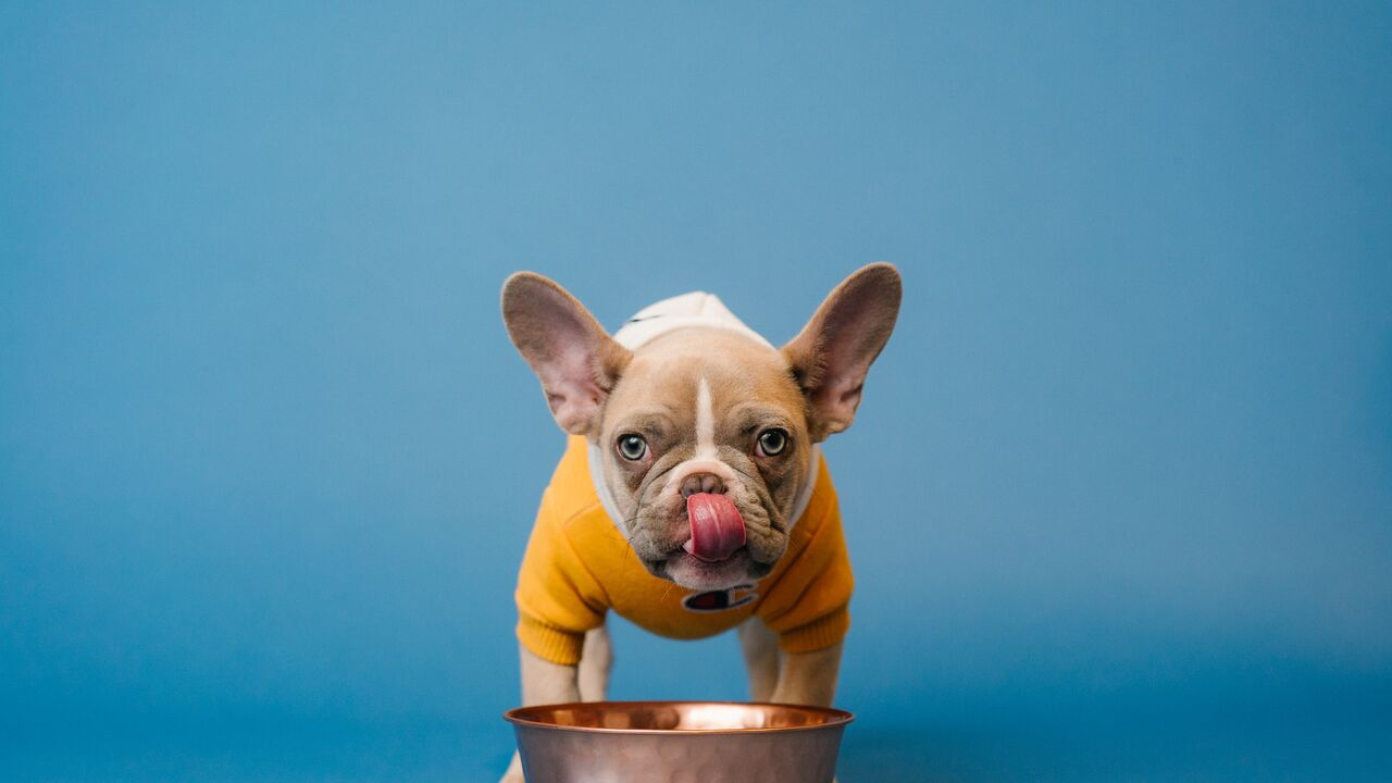 pup