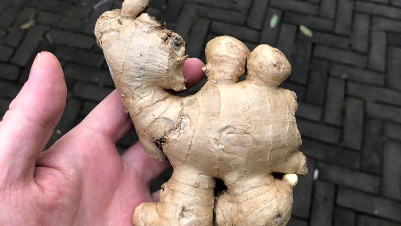 gemberkameel