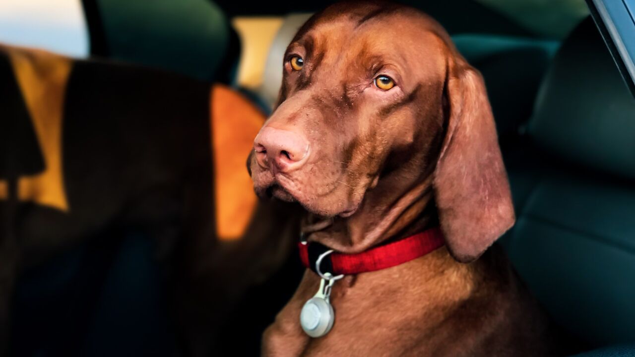 hond snelheidsovertreding