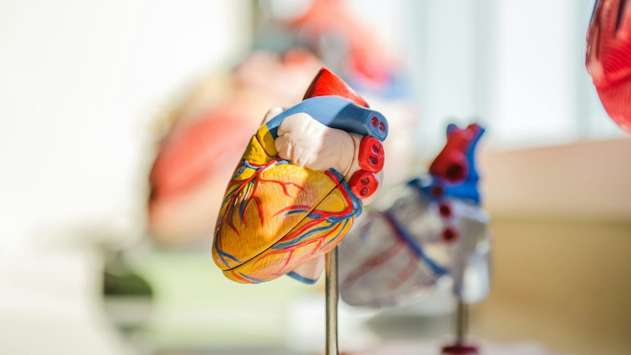 Aorta