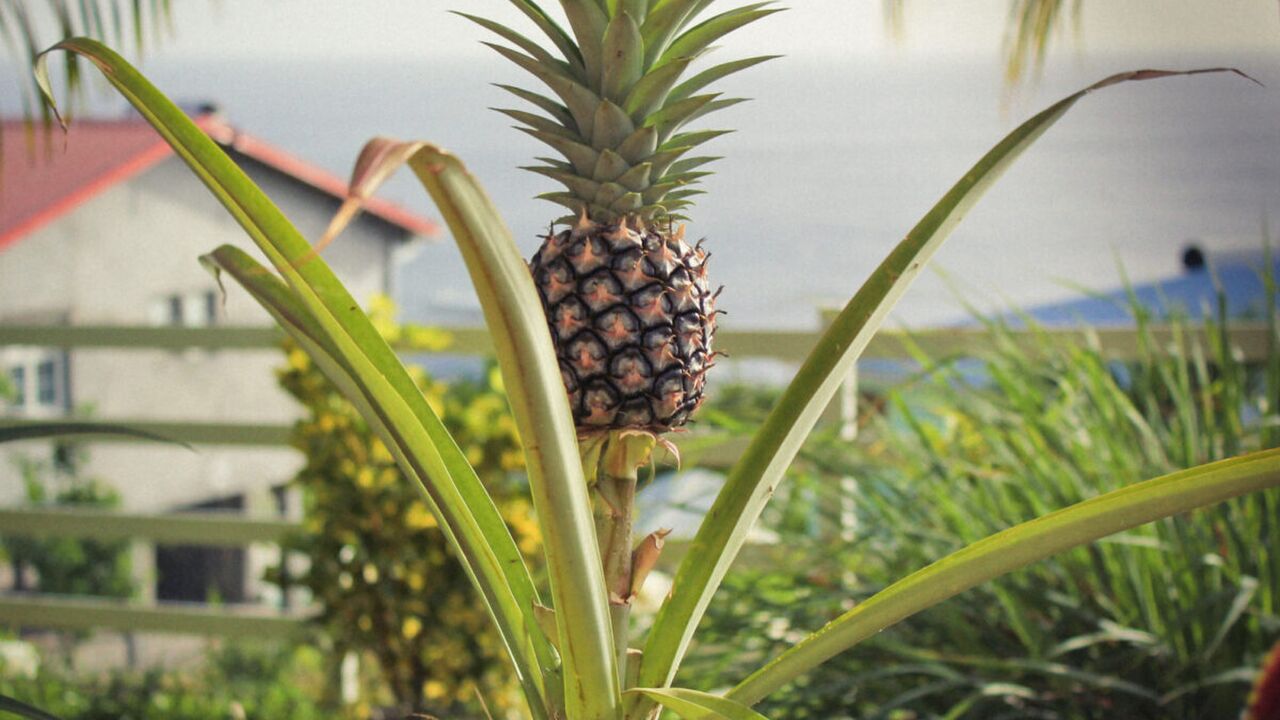 ananas