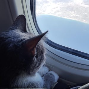 vliegtuig kat