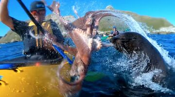 Zeerob Nieuw Zeeland Taiyo 'T' Masuda