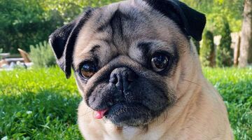 de meest verdienende huisdieren