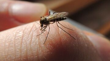 Muggenbeet snel geprikt worden