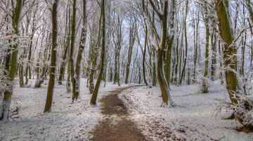 In de winter wandelen is goed voor je