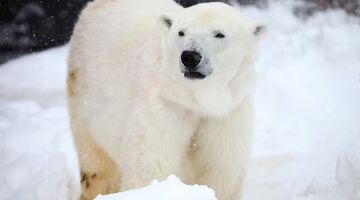 Man op ijsbeer gesprongen
