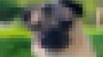 de meest verdienende huisdieren