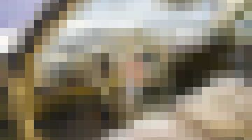 Cadillac Elvis Presley geveild