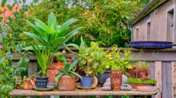 Planten in potten