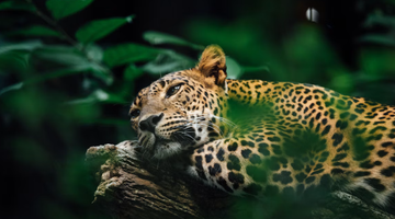 Een jaguar
