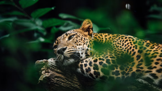 Een jaguar
