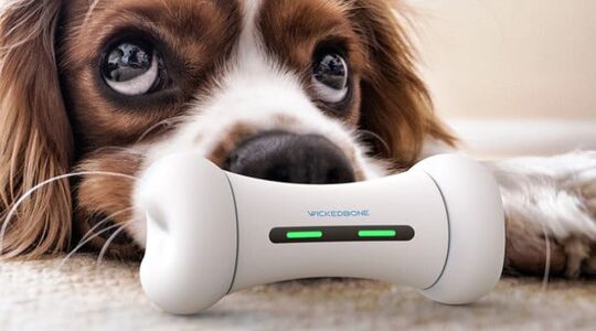 WickedBone Speelgoed Hond