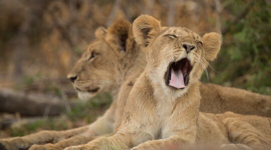 Leeuwenjong Touwtrekken WWE