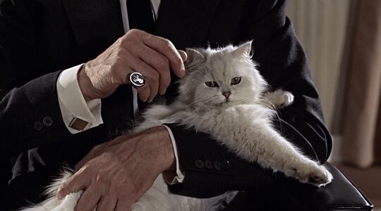 Man Kat Onderzoek Ondernemer