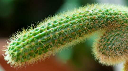 Illustratie voor: Heb jij ook zo’n last van een ‘zomer penis’ oftewel een paar extra centimeters?