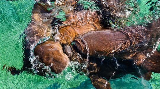 Haaien Verpleegsterhaai Voeren