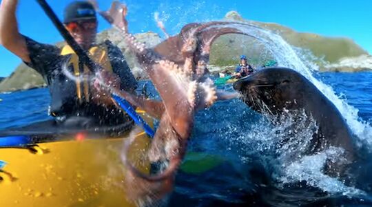 Zeerob Nieuw Zeeland Taiyo 'T' Masuda