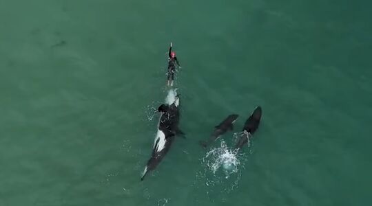 Orka's Vrouw Nieuw-Zeeland Gewoonvoorhem