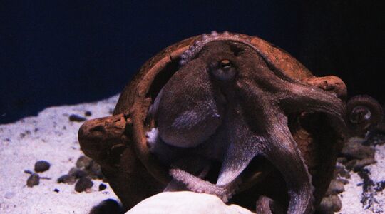 octopussen XTC gewoonvoorhem 1