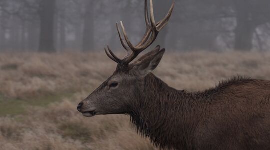 Vlees Afgeschoten Edelherten Gewoonvoorhem