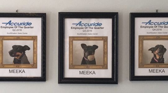 Werknemer van het Kwartaal Hond Gewoonvoorhem