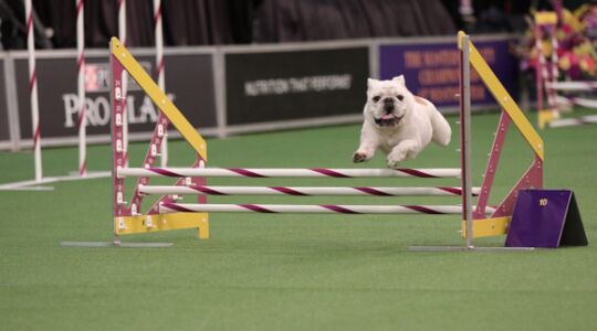 Bulldog Rudy Wedstrijd Gewoonvoorhem