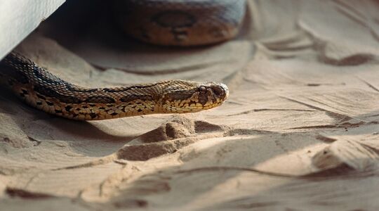 Slang naar je ex vernoemen Gewoonvoorhem
