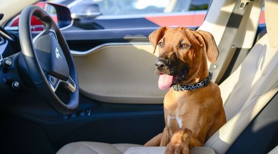 Tesla Dog Mode Gewoonvoorhem