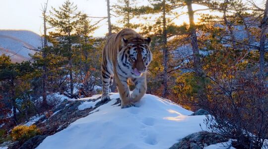 Netflix natuurdocumentaire Our Planet Gewoonvoorhem