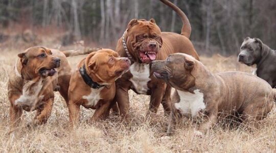 Grootste Pitbull ter wereld