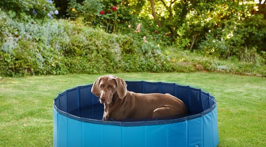 hondenzwembad