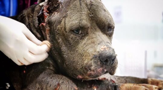 Vechthond Pitbull Betsy